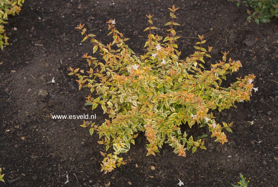 Abelia grandiflora 'Kaleidoscope'