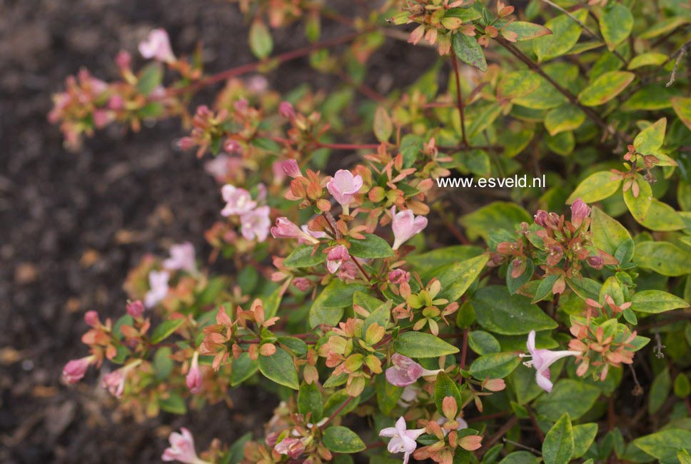 Abelia grandiflora 'Minedward' (PETITE GARDEN)
