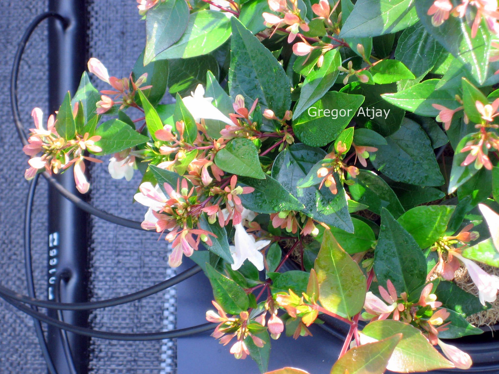 Abelia grandiflora 'Nanna'