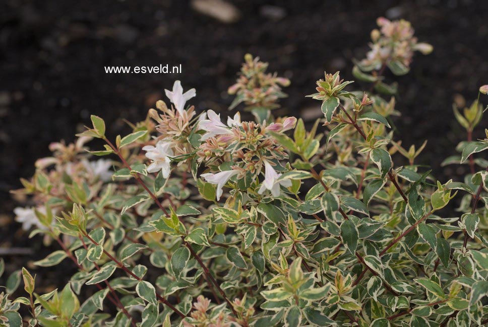 Abelia grandiflora 'Sparkling Silver'