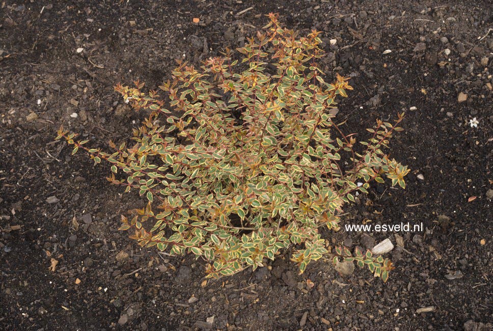 Abelia grandiflora 'Sunrise'