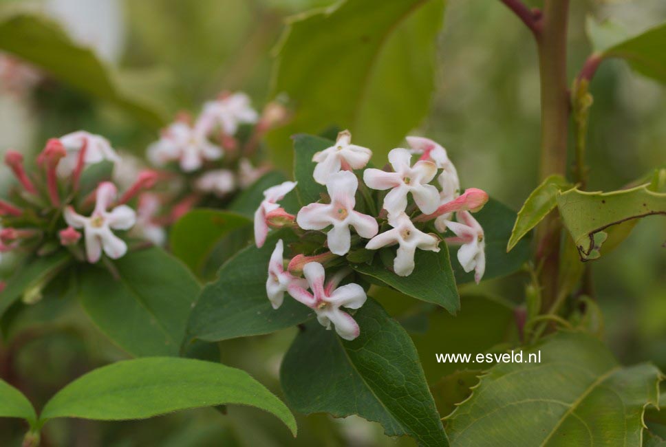 Abelia mosanensis 'Monia' (BRIDAL BOUQUET)