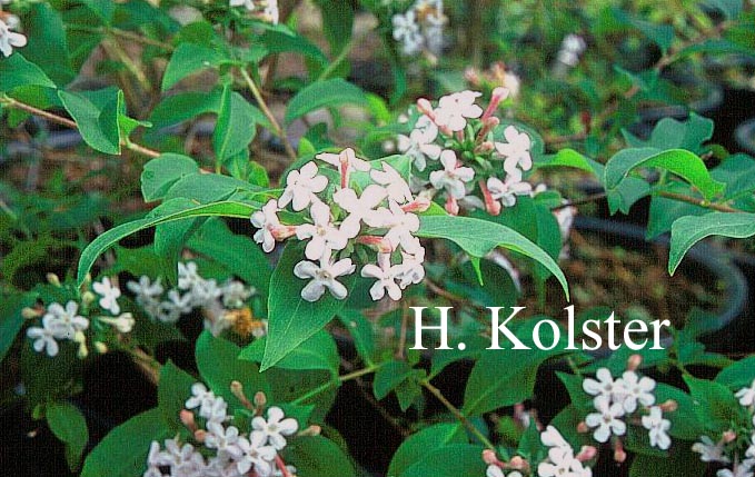 Abelia mosanensis