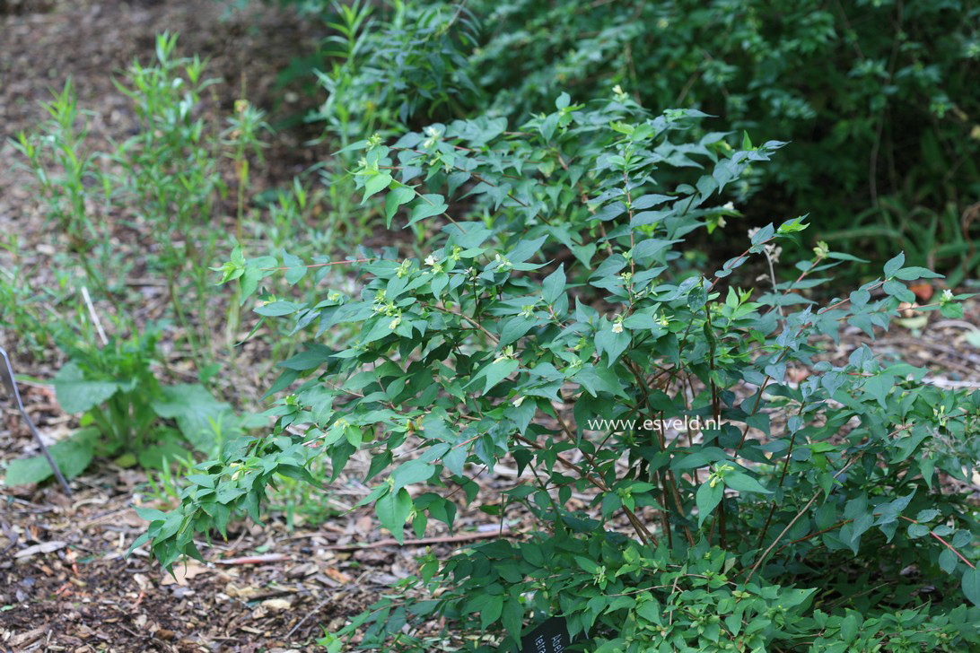 Abelia tetrasepala