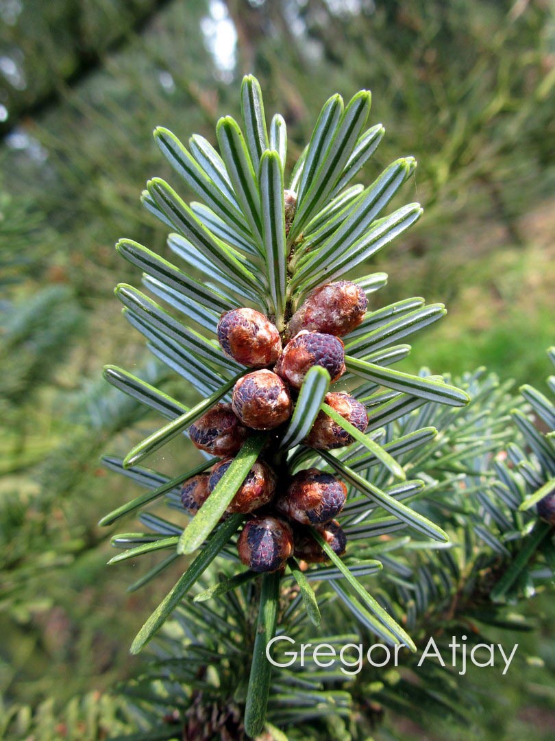 Abies delavayi