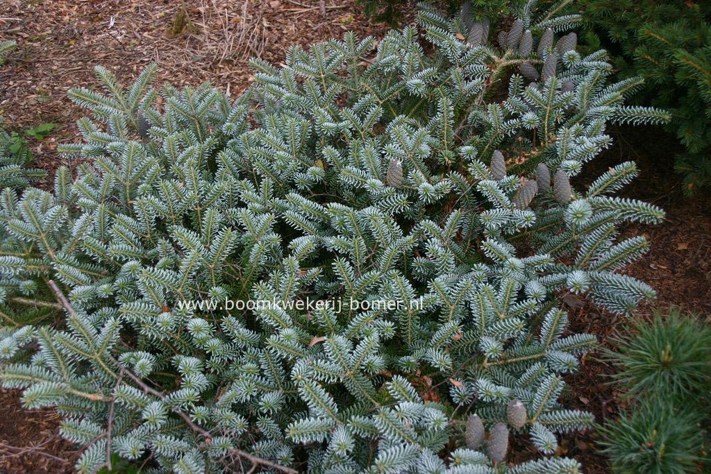 Abies koreana 'Blue Magic'