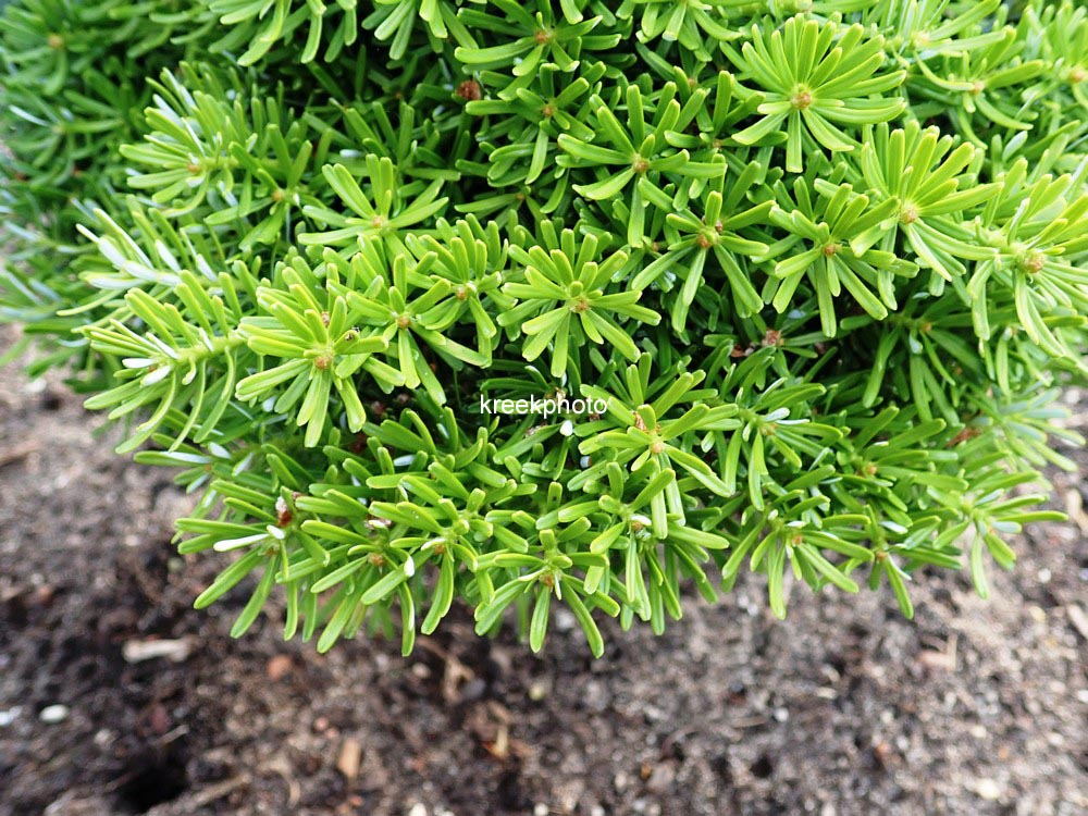 Abies koreana 'Kristallkugel'