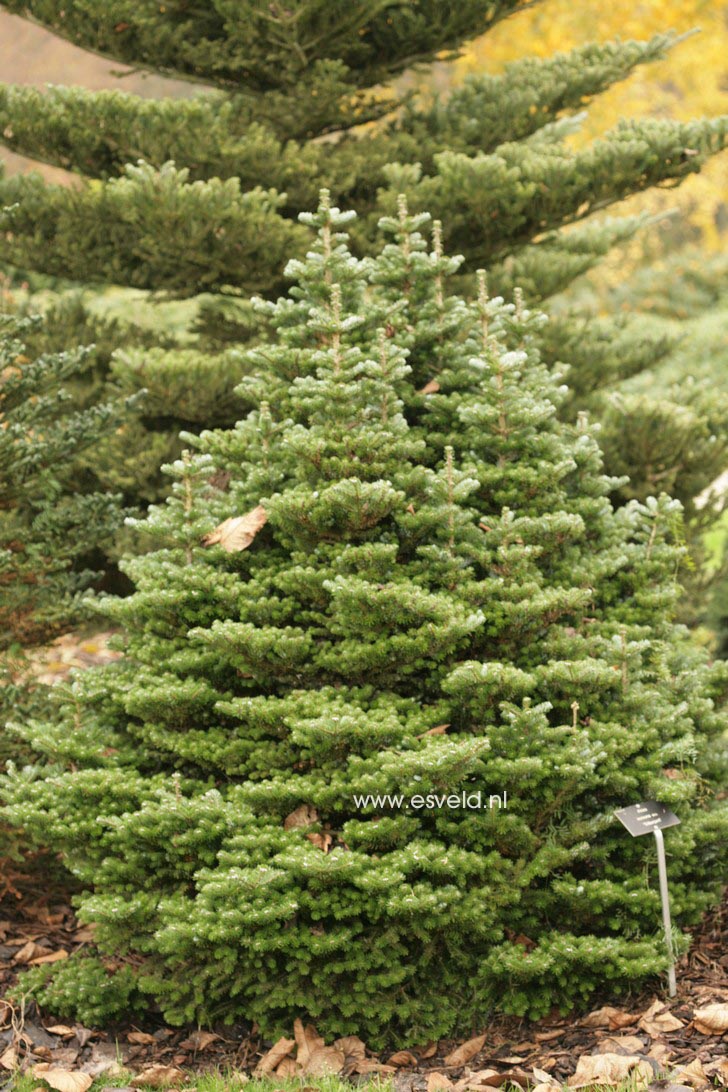 Abies koreana 'Silberperle'