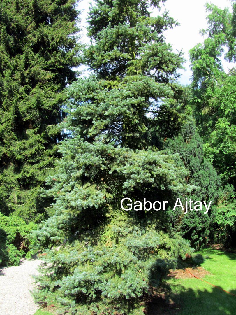 Abies lasiocarpa arizonica