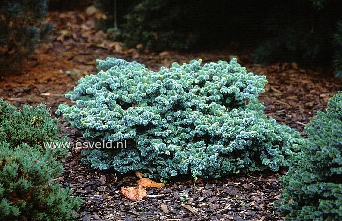 Abies procera 'Blaue Hexe'
