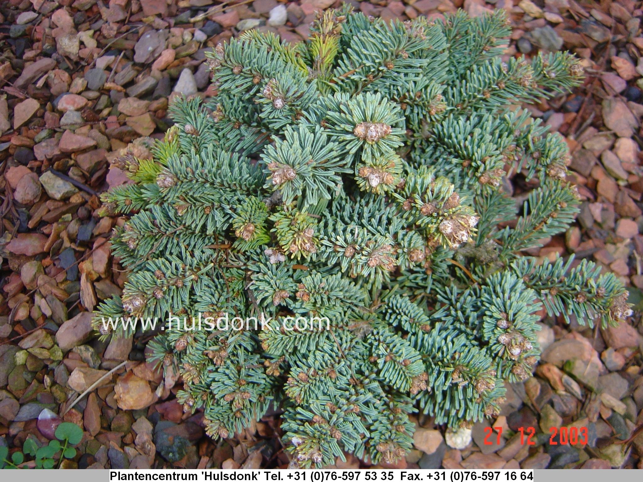 Abies procera 'Procumbens'