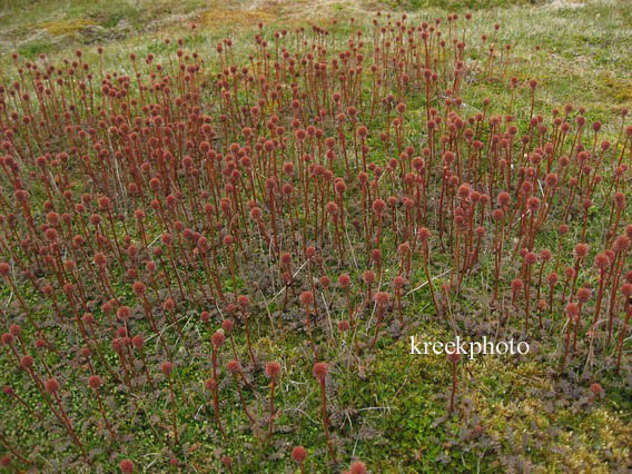 Acaena novae-zelandiae