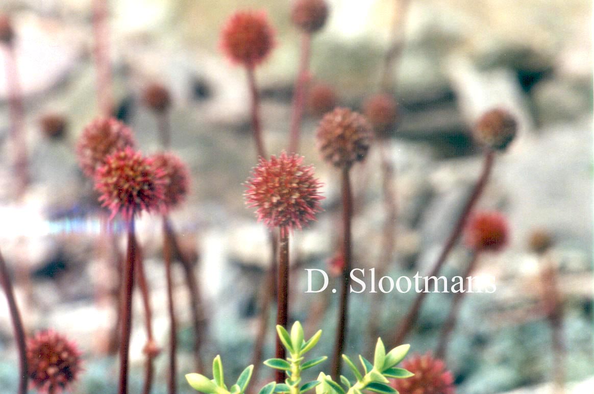 Acaena saccaticupula