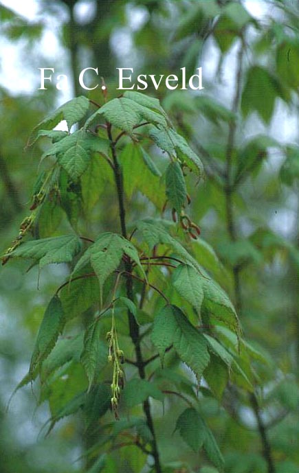 Acer acuminatum