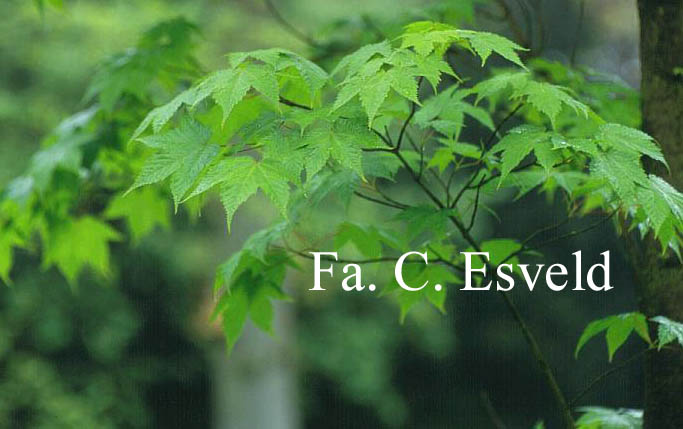 Acer argutum