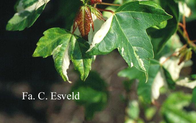 Acer buergerianum 'Goshiki-kaede'