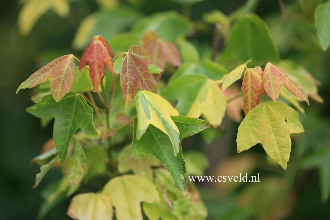 Acer buergerianum 'Inazuma nishiki'