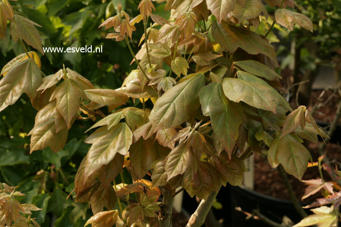 Acer buergerianum 'Spring Festival'