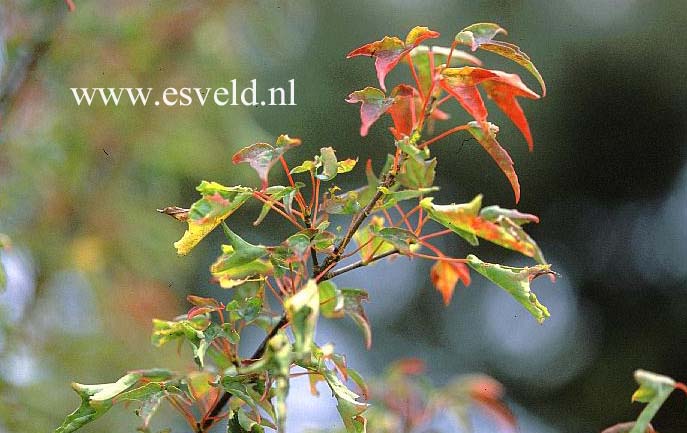 Acer buergerianum 'Tanchoh'