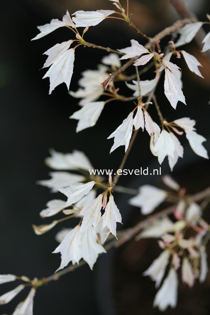Acer buergerianum 'Wakoh nishiki'