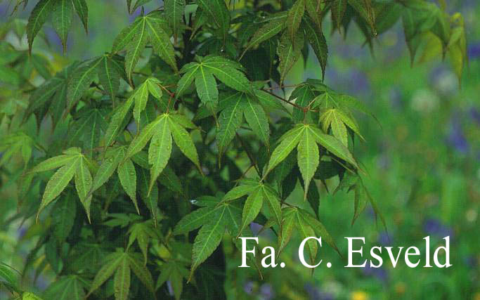 Acer campbellii ssp. flabellatum