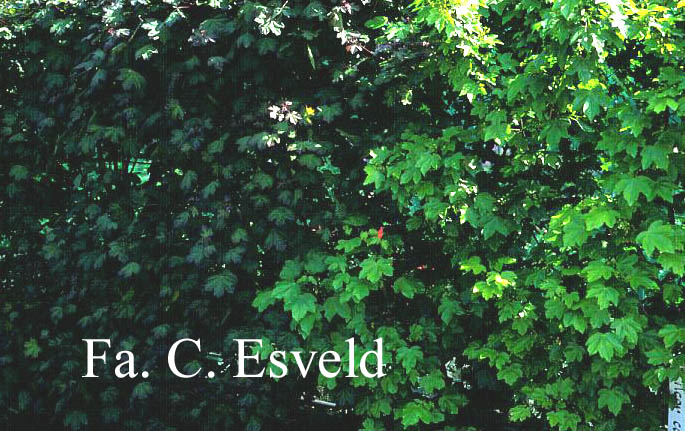 Acer campestre 'Austriacum'