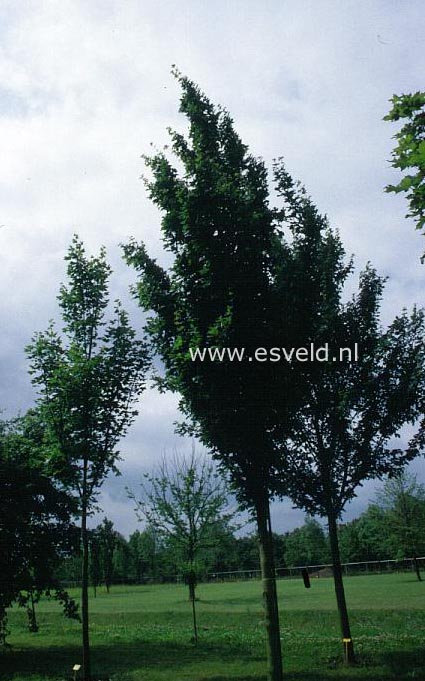 Acer campestre 'Farlake's Column'