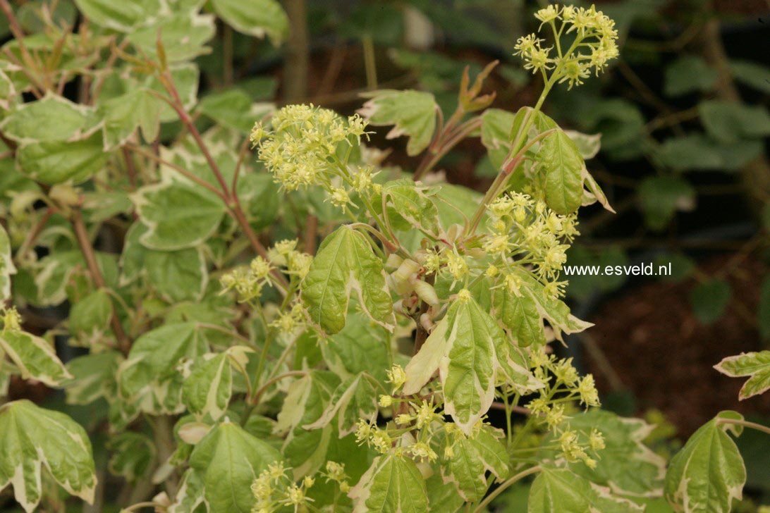 Acer campestre 'Silver Celebration'