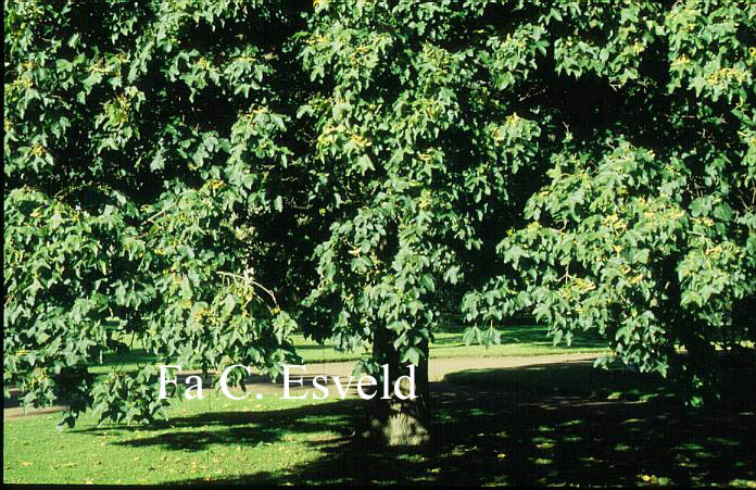 Acer campestre 'Tauricum'