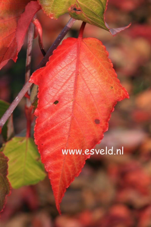 Acer capillipes 'Honeydew'