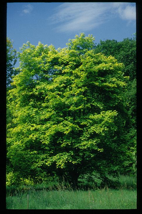 Acer cappadocicum 'Aureum'