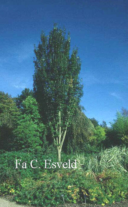 Acer cappadocicum ssp. lobelii