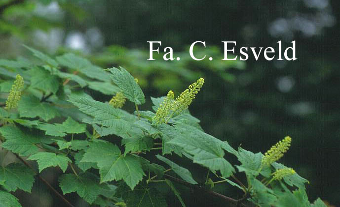 Acer caudatum ssp. ukurunduense