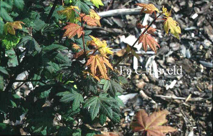 Acer circinatum 'Glen-Del'