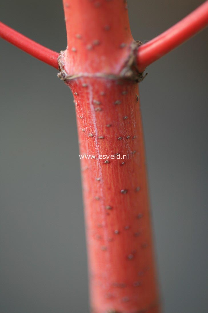 Acer circinatum 'Pacific Fire'