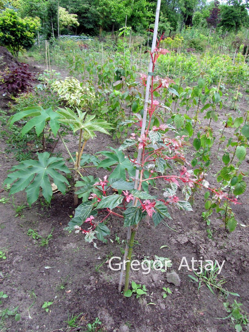 Acer conspicuum 'Red Flamingo'