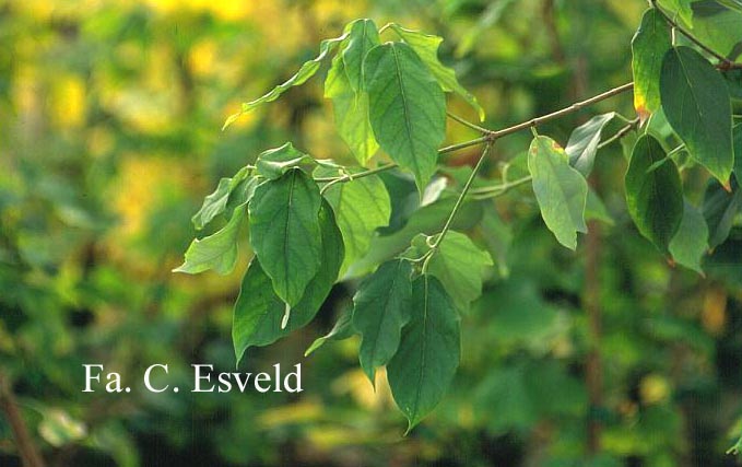 Acer coriaceifolium