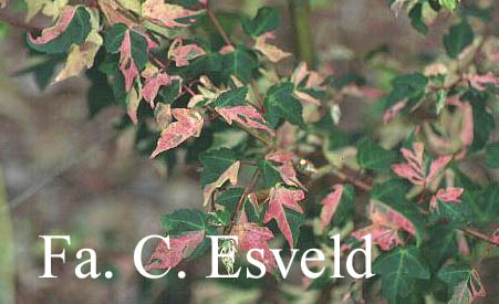 Acer crataegifolium 'Me-uri-no-ohfu'