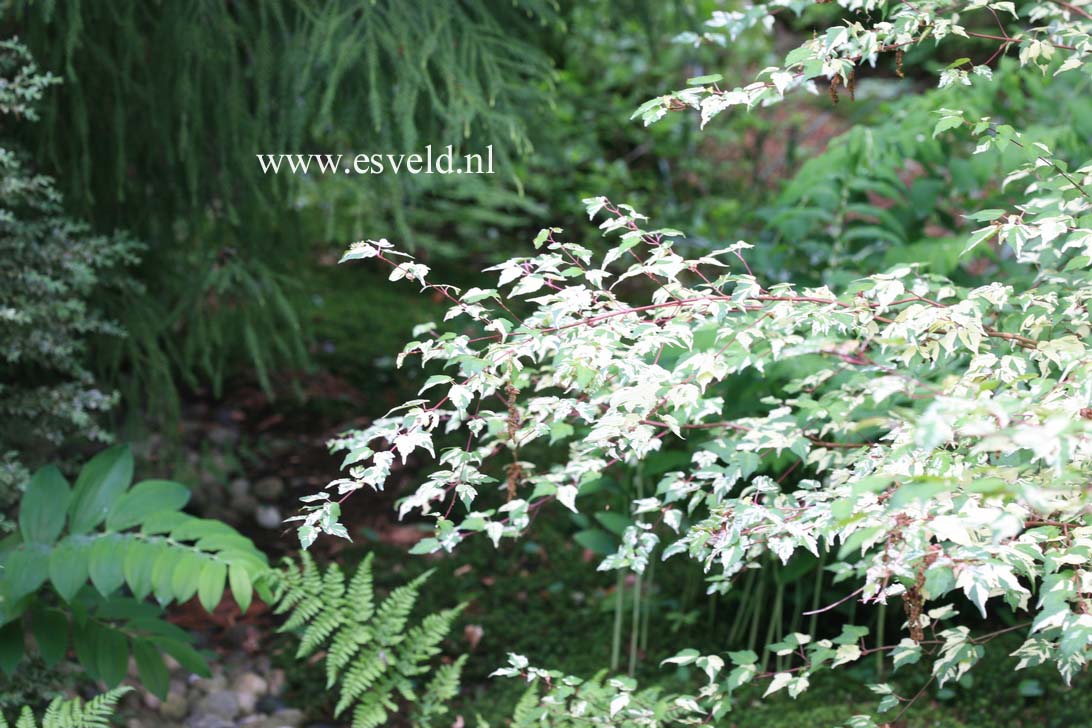 Acer crataegifolium 'Veitchii'