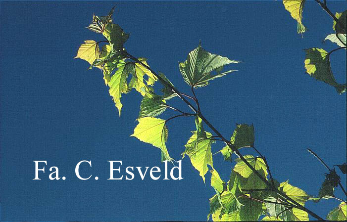 Acer davidii 'Golden Increase'