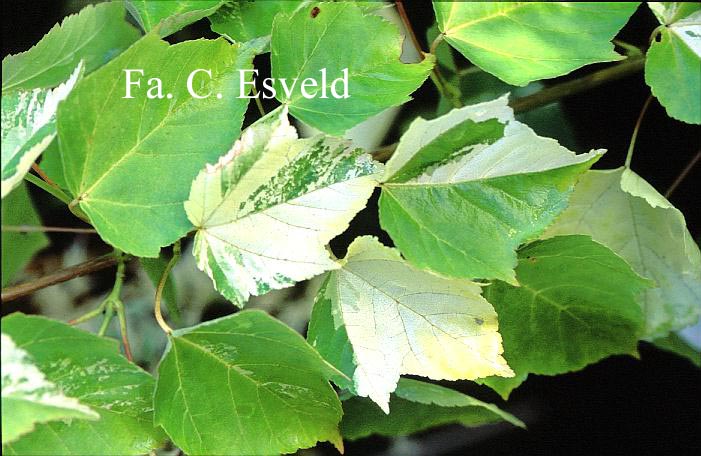 Acer davidii 'Hansu-suru'