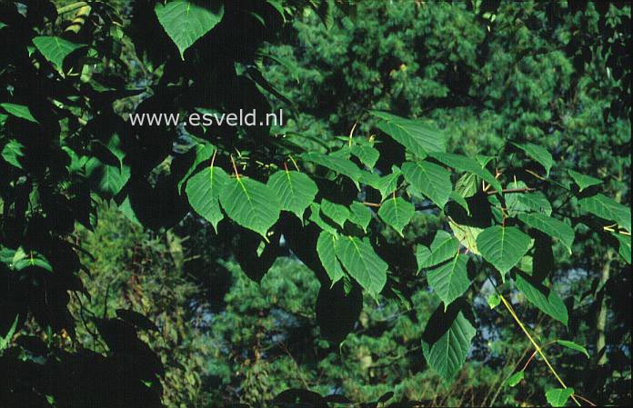 Acer davidii 'Robin Herbert'