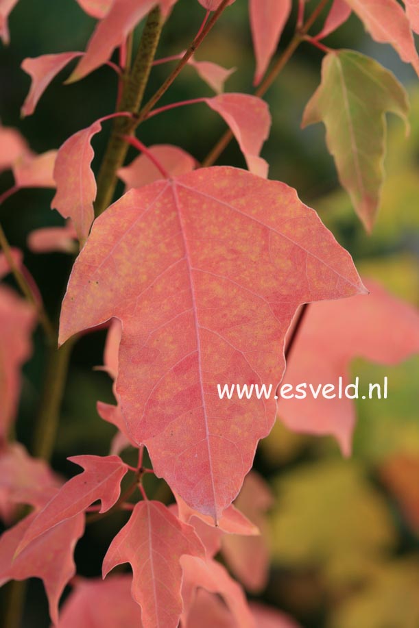 Acer discolor