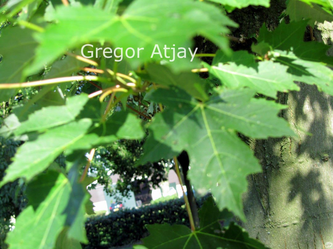 Acer freemanii 'Elegant'