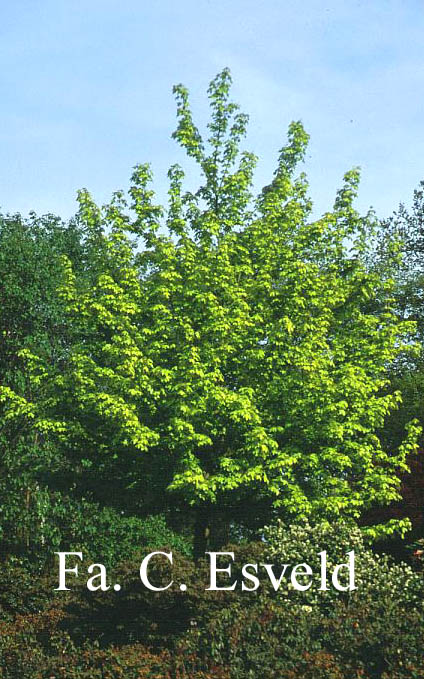 Acer hillieri 'Summergold'