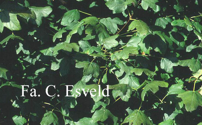 Acer hyrcanum ssp. intermedium