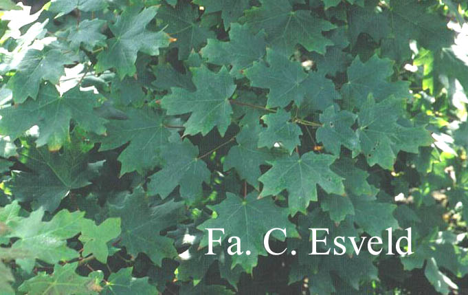 Acer hyrcanum ssp. stevenii
