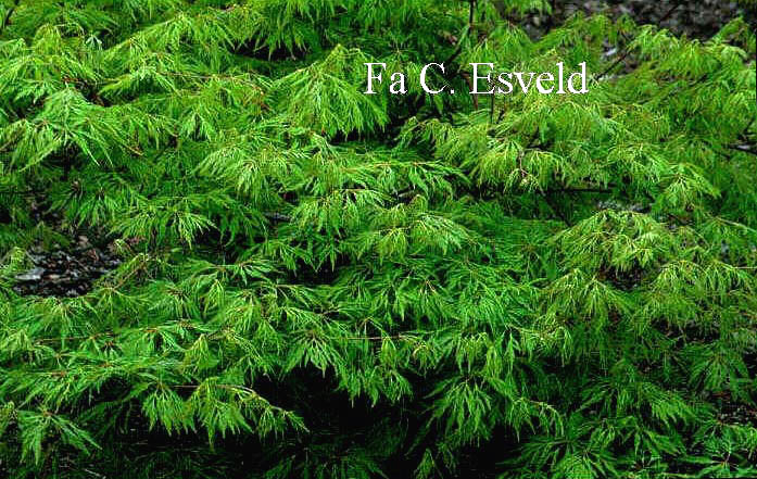 Acer japonicum 'Dissectum'