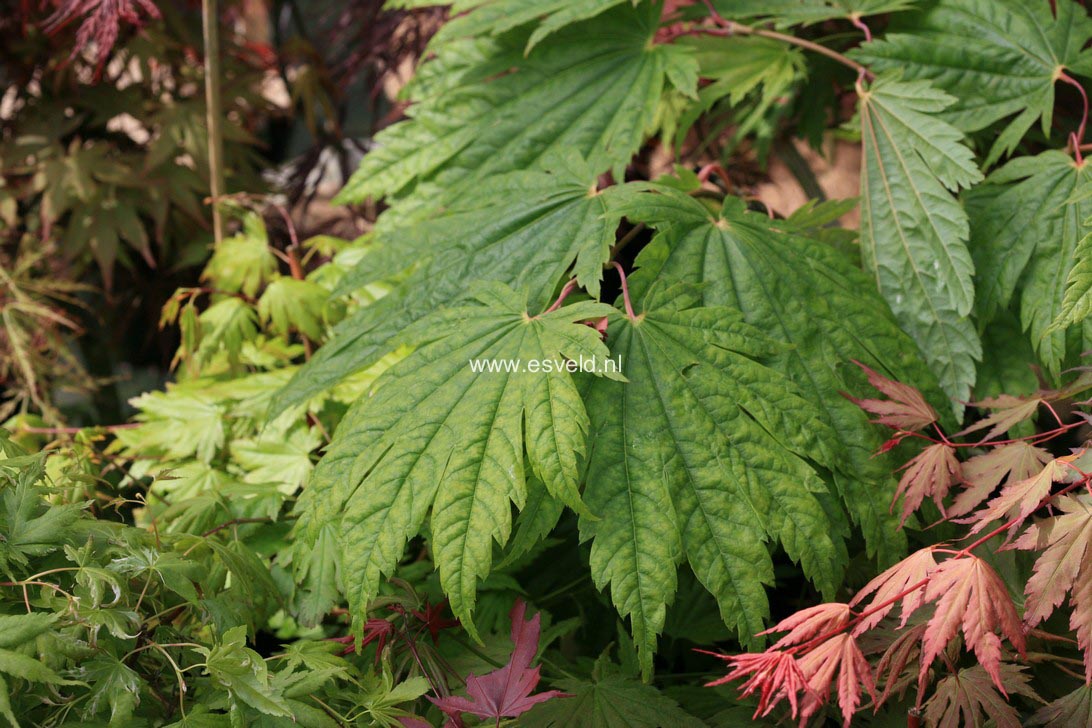 Acer japonicum 'Elmswood's'