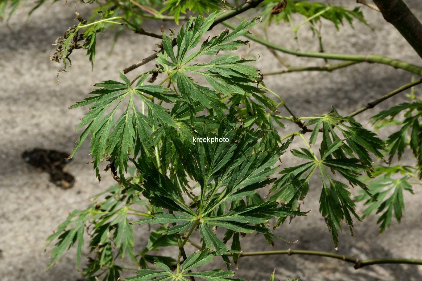 Acer japonicum 'Kujaku-bato'